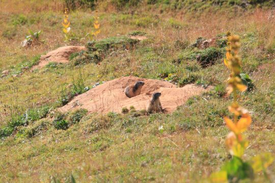 Discovery Trek 1h30 à La Plagne - Savoie Mont Blanc